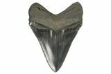 Serrated, Fossil Megalodon Tooth - Glossy Enamel #129117-1